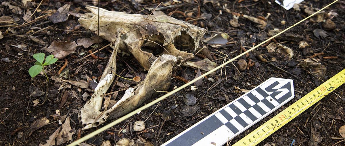 skull from pig dig